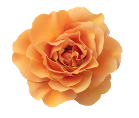 Closeup of a single orange rose isolated on transparent background, symbol of love and beauty, perfect for wedding design