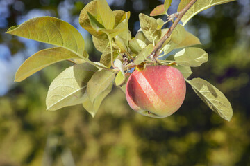 Single red apple hanging on apple tree branch with green leaves