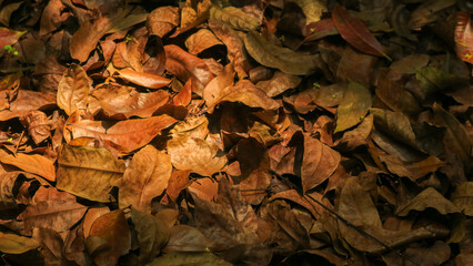 autumn leaves in the forest