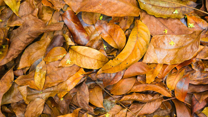 dry autumn leaves