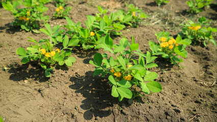 Groundnut yellow flower