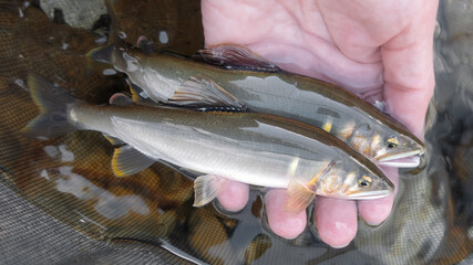 釣りたての天然鮎