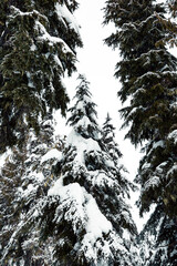 Snow-laden evergreen trees framing a central snow-covered pine. High contrast, winter forest, vertical image.