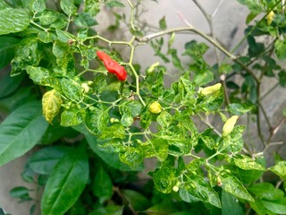 Chili tree with ripe red fruit and green ones, with leaves that are a bit dry because of the dry season with hot sunlight.