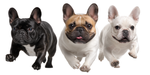 Three Isolated French Bulldogs, Facing the Camera, Transparent Background