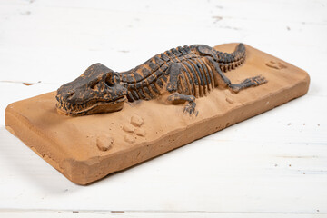 angle view tyrannosaurus rex skeleton fossil at horizontal composition
