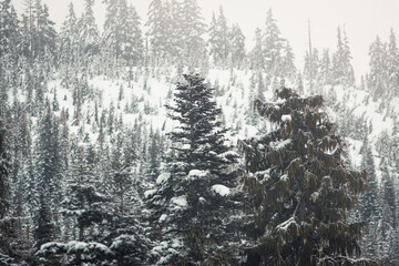 Obraz premium Close-up of snow-covered coniferous trees with a dense, misty forest background. Winter weather, nature background, cold environment. Wilderness.