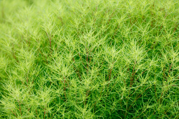 Kochia