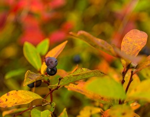 Obraz premium Close-up of colorful autumn berries and leaves