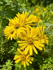 Closeup of blooming False Sunflower, Heliopsis helianthoides 