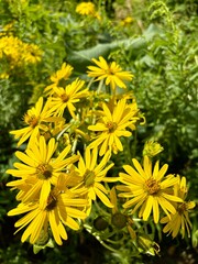 Closeup of blooming False Sunflower, Heliopsis helianthoides, in summer