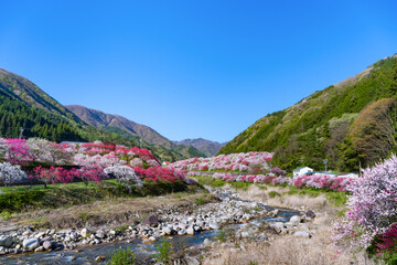 長野県阿智村　花桃の里