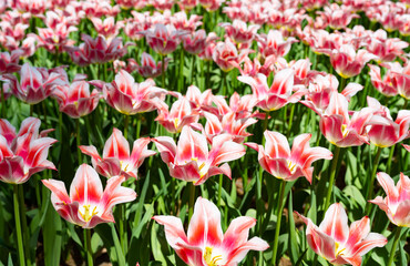 茨城県ひたちなか市ひたち海浜公園のチューリップ畑