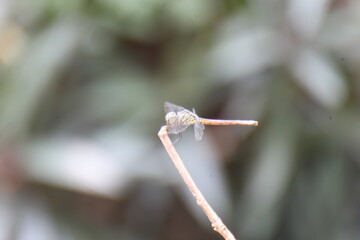 dragonfly on a branch