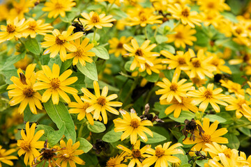 Yellow Garden Blooms in Spring. Lush Garden of Bright Yellow Flowers. Beautiful Yellow Garden in Full Bloom. Sunny Springtime Yellow Flowers. Fresh Yellow Blossoms. Floral Scene with Yellow Petals