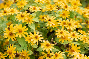 Bright Yellow Flower Garden. Vibrant Yellow Blossom Blooms. Sunny Garden Full of Yellow Flowers. Yellow Petals in Bloom, Nature Shot. Beautiful Floral Landscape, Yellow Blossoms. Lush Yellow Flowers
