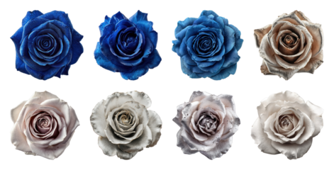 PNG Elegant blue beige rose collection, element set on transparent background