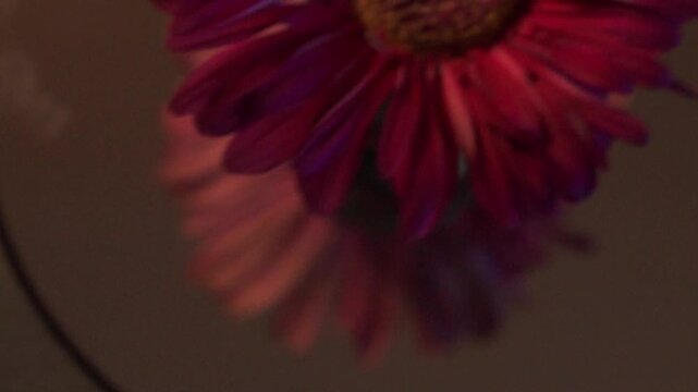red gerber daisy rotating for tranquility