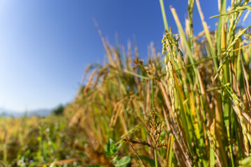 Close-up of golden rice plants ready for harvest under a bright blue sky. Tropical farmland scene with sunlight and green leaves, symbolizing agriculture and organic food production.
