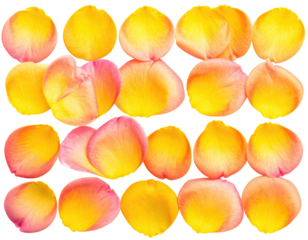 Overhead grid of colorful, overlapping flower petals, vibrant arrangement