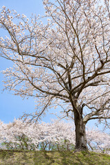 静岡県賀茂郡東伊豆町　東伊豆クロスカントリーコースの桜並木