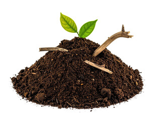 A small pile of earth with fresh green leaves sprouting, sticks, and wood