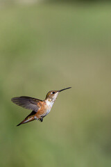 Rufous hummingbird in flight