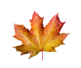 One maple leaf, closeup object. Isolated on transparent background. Autumn concept