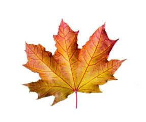 One maple leaf, closeup object. Isolated on transparent background. Autumn concept