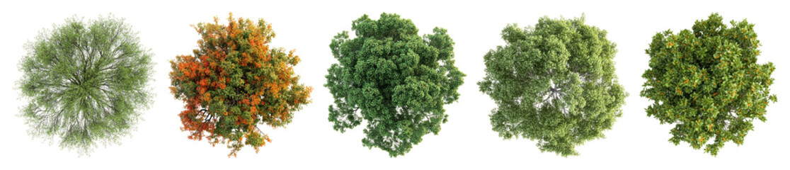 Vibrant top-view tree collection