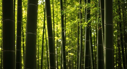 A dense forest of tall, green bamboo stalks with sunlight filtering through the leaves.