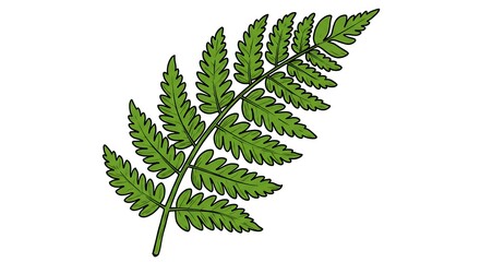 Detailed green fern leaf illustration on white background for design