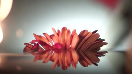 red gerber daisy rotating for tranquility - Powered by Adobe