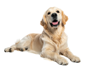 Golden Retriever dog lying down, smiling, pink tongue visible, on a transparent background