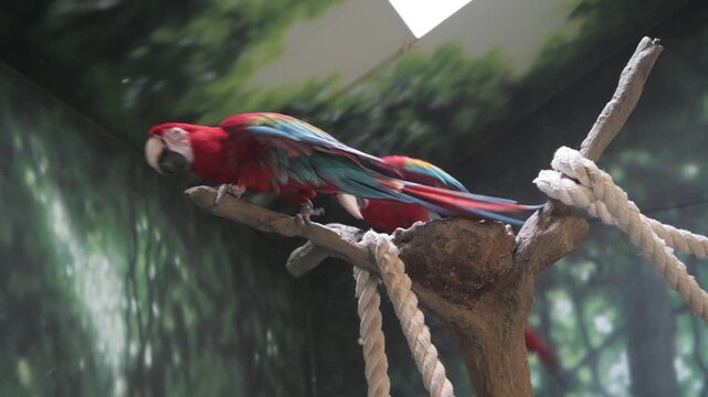 Macaw bobbing head back and forth is a threatened species