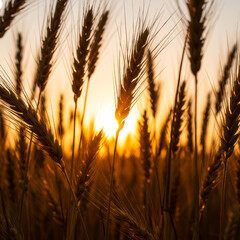 Close-up of Golden Wheat and Cereal Ears in Field: Dramatic Sunrise or Sunset Light on Ripe Agricultural Harvest and Farming Concept.