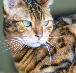 close-up portrait of bengal cat with striking green eyes golden brown spotted and striped coat showing alert and curious expression in soft natural light perfect for feline breed promotion