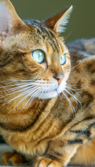 close-up of bengal cat with striking bright green eyes golden brown fur and bold dark rosette markings in soft natural indoor light 