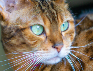 close-up of golden brown bengal cat with striking vivid green eyes pink nose and white whiskers looking calmly to the side in soft natural light with blurred background ideal feline breed promotion