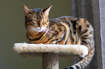 bengal cat resting peacefully on plush cat tree with eyes closed relaxed expression in softly lit indoor setting ideal for pet product marketing veterinary campaigns feline breed promotion 
