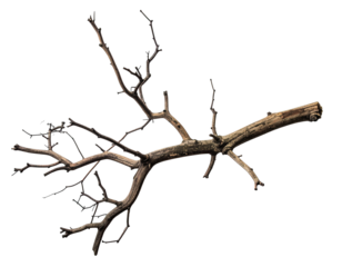 Weathered, fragmented tree branch with intricate dark brown twigs set against black