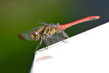 A male Sympetrum risi risi. Insecta Odonata Libellulidae Sympetrinae Dragonfly. The abdomen of the male turns bright red when it matures.