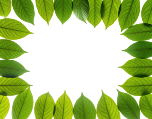 A frame of green leaves surrounds a black, empty space