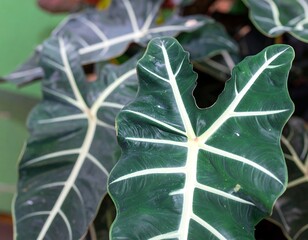 Close-up of large, patterned leaves