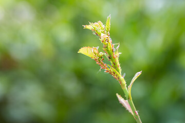 Destructive aphids feeding on fresh spring growth of a rose bush, against a green bokeh background, gardening and nature background
