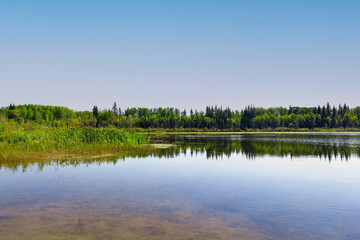 Tranquil landscape in the forest in the woods, hot summer day.