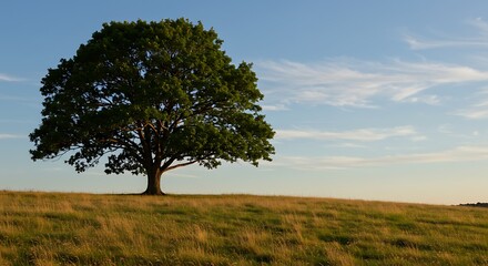 Fototapeta premium Majestic oak tree standing alone on a grassy hill under a blue sky