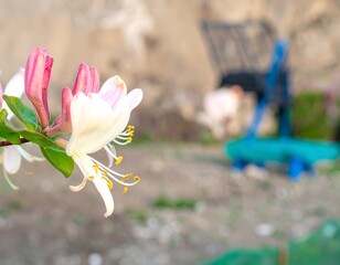 Close-up of a delicate pink and white flower