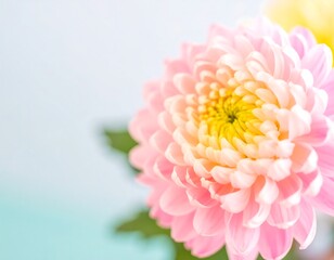 Close-up of a delicate pink chrysanthemum