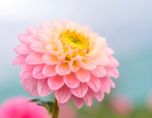Close-up of a delicate pink dahlia (1)